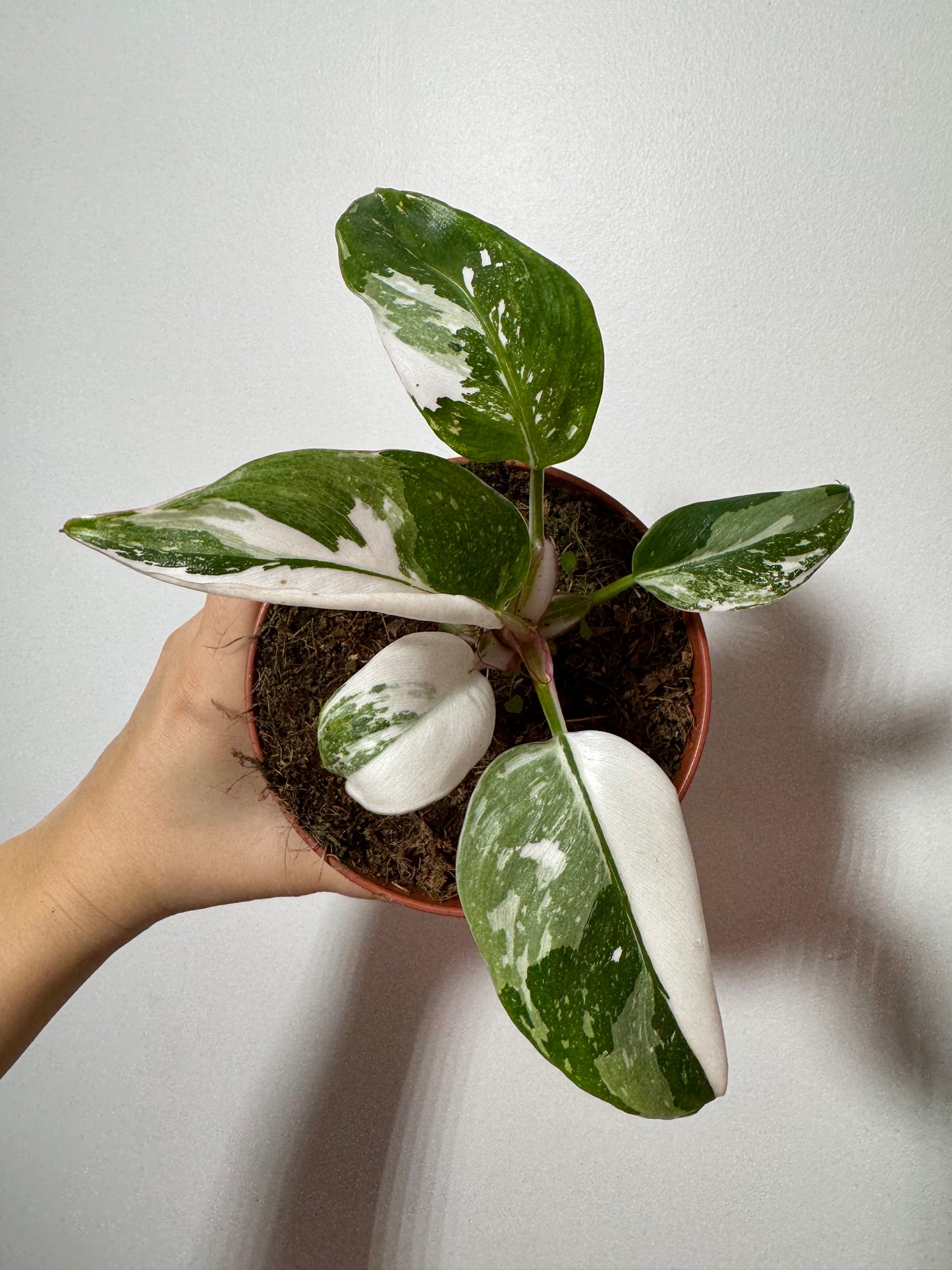 Philodendron 'White Princess'