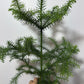 Araucaria Heterophylla