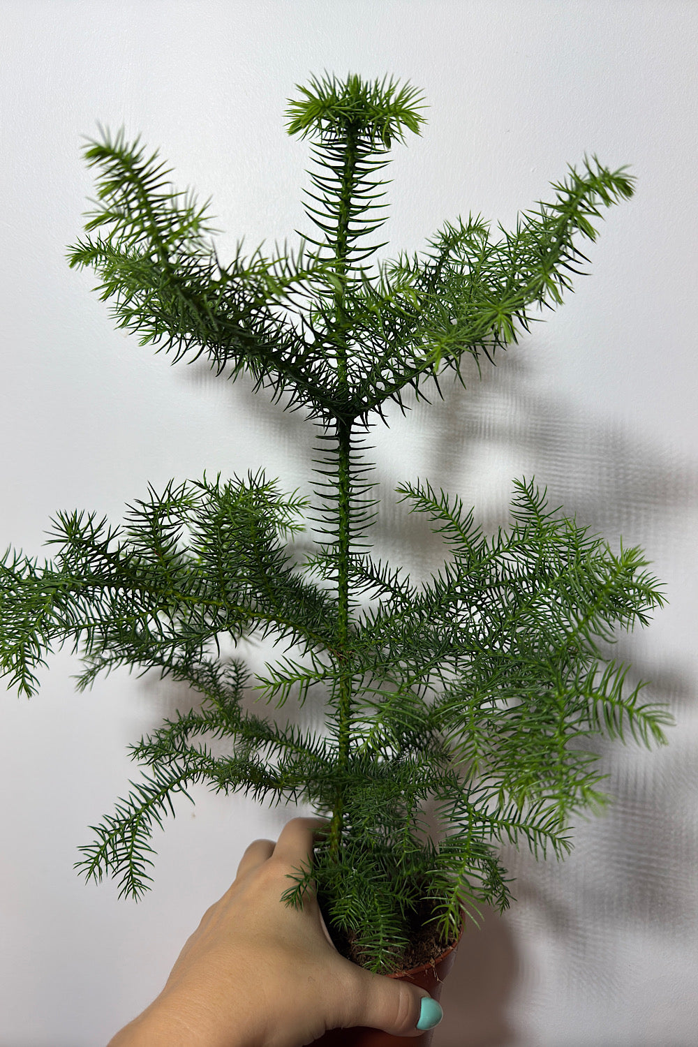 Araucaria Heterophylla