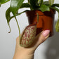 Mušķērājs Nepenthes hookeriana