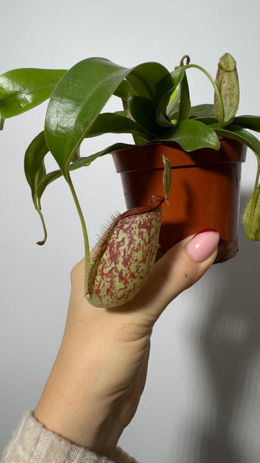 Pitcher plant Nepenthes hookeriana