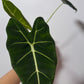 Alocasia Frydek