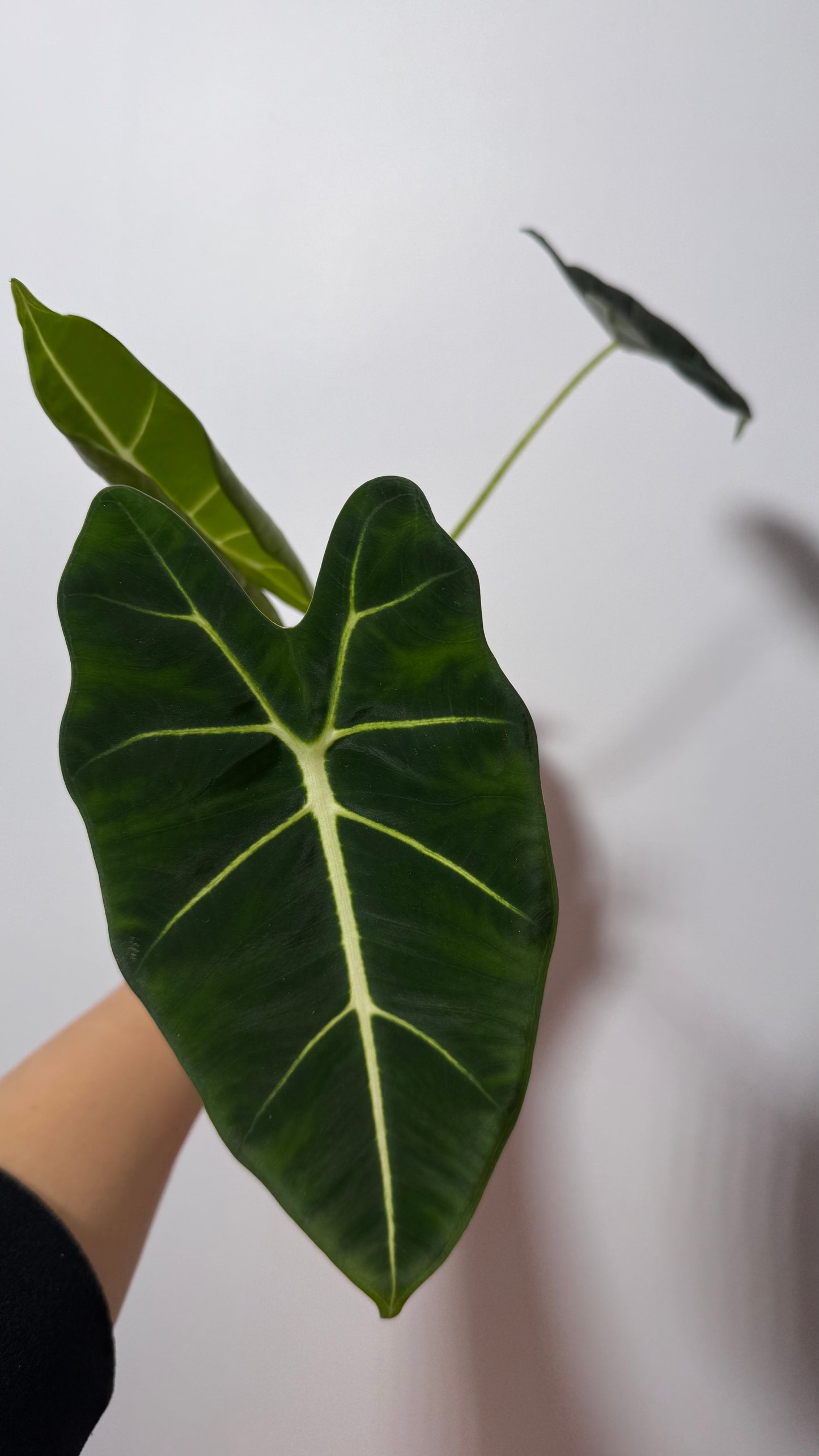 Alocasia Frydek