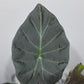 Alocasia Regal Shields