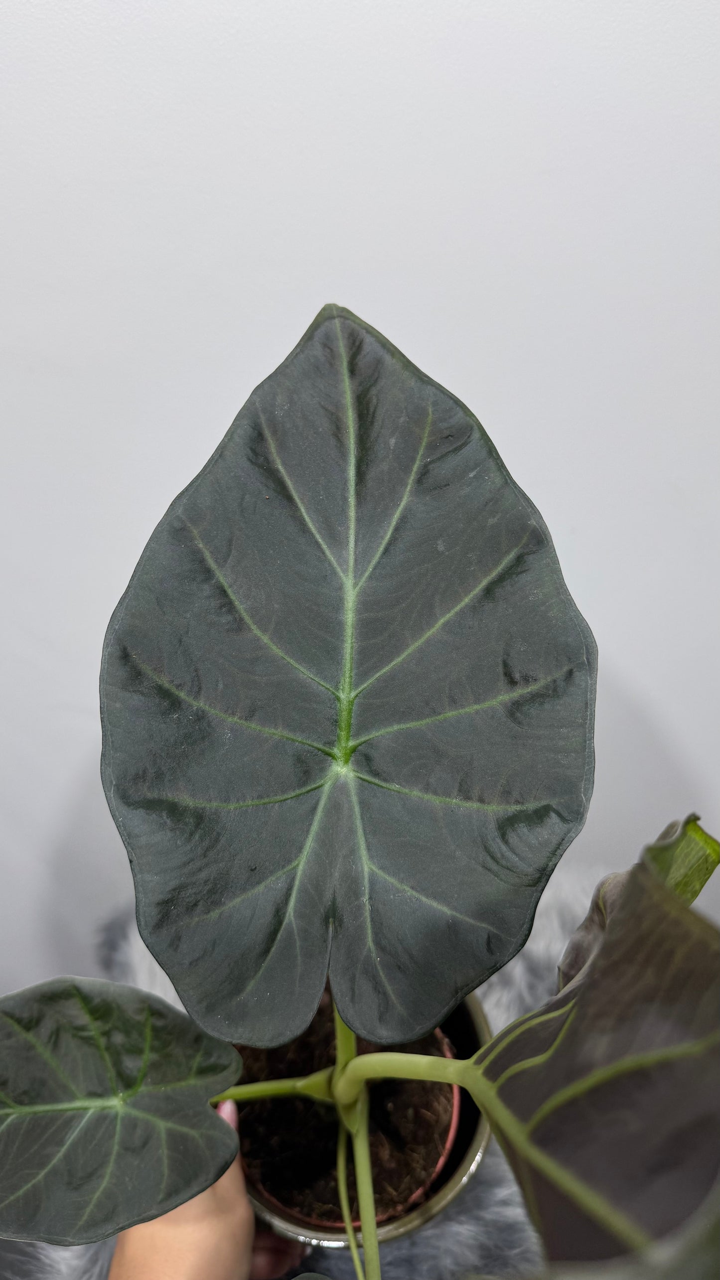 Alocasia Regal Shields