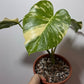 Monstera Thai Constellation 7