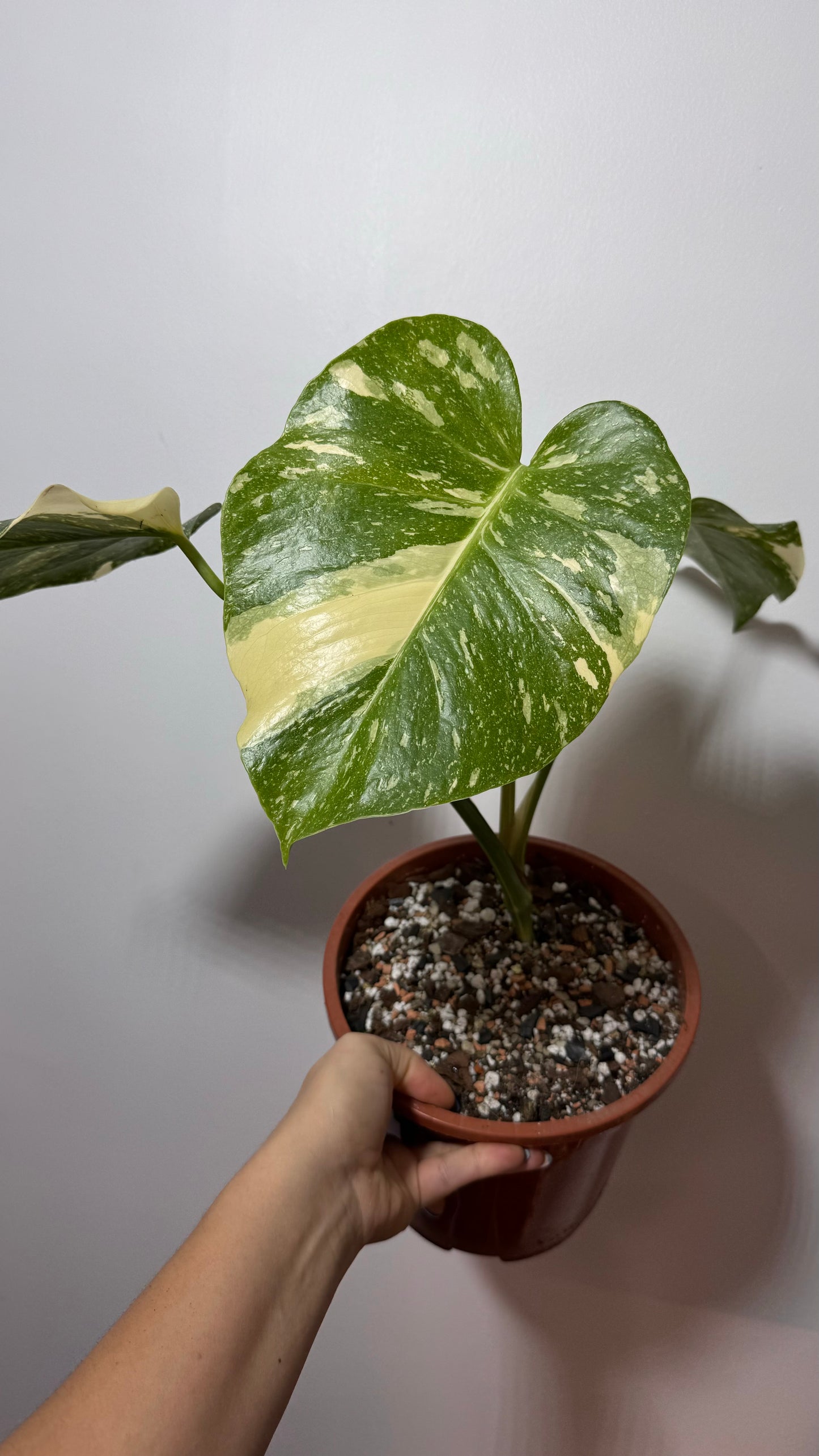 Monstera Thai Constellation 7