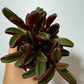 Peperomia Graveolene