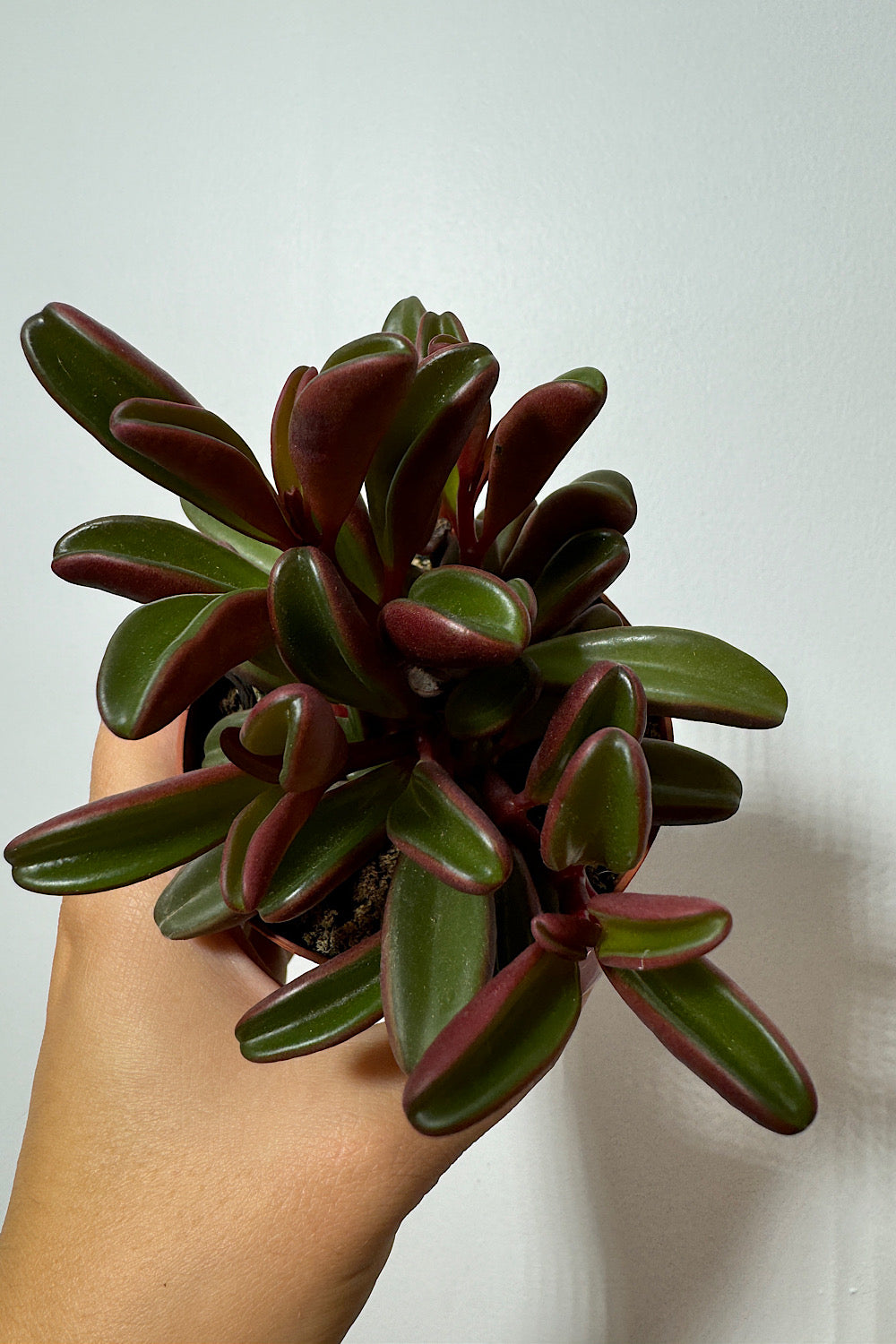 Peperomia Graveolene