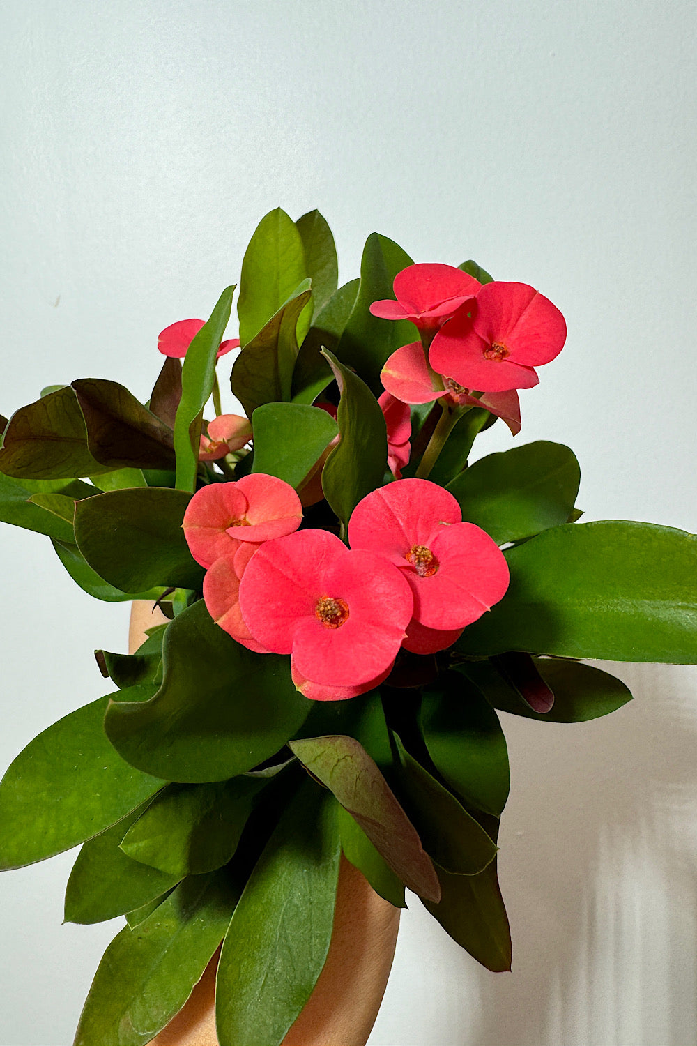 Euphorbia Milii Red