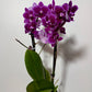 Phalaenopsis Orchid 2 flower stems 4.var