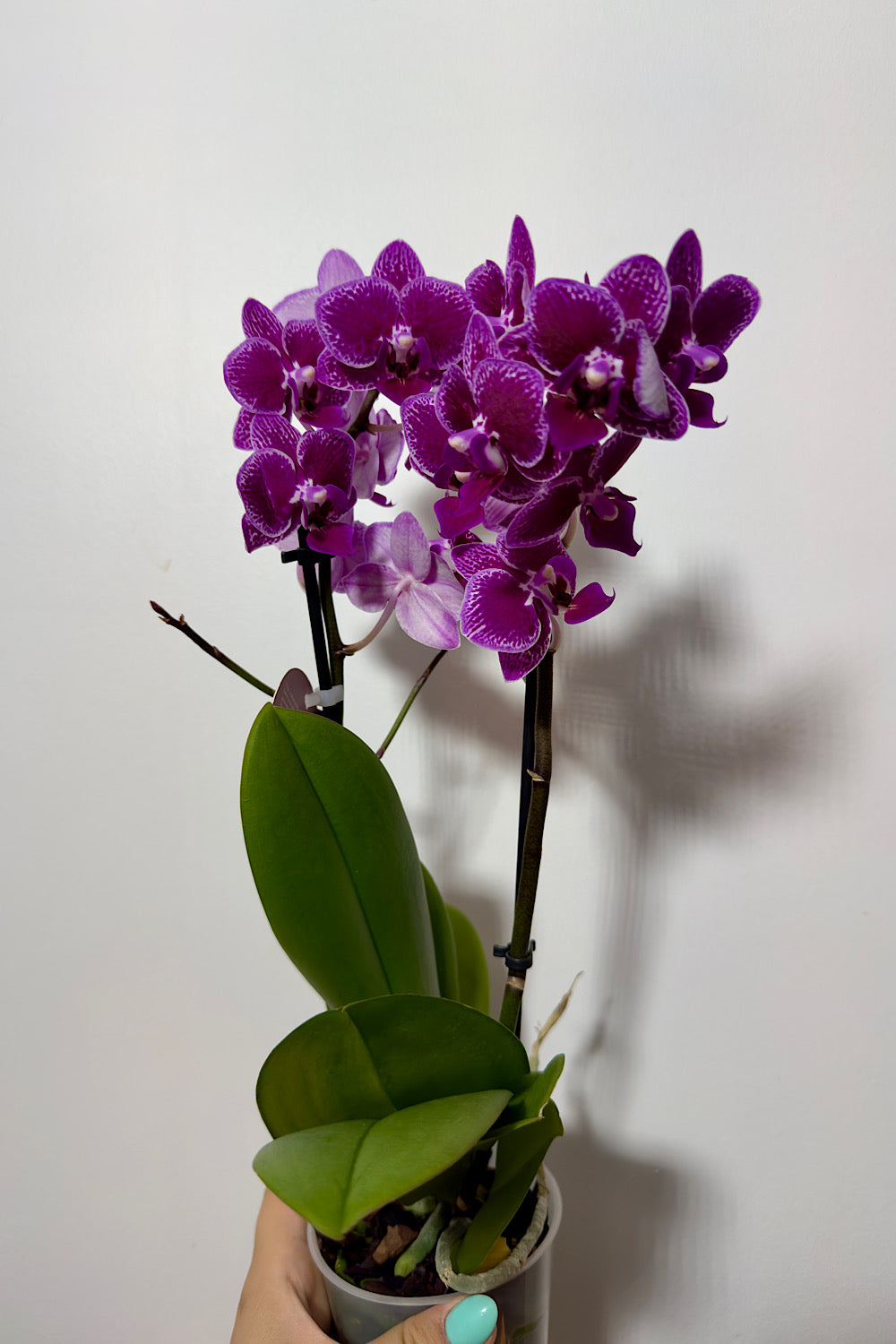 Phalaenopsis Orchid 2 flower stems 4.var