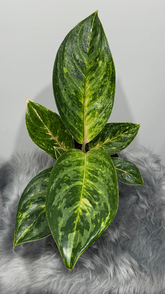 Aglaonema 6