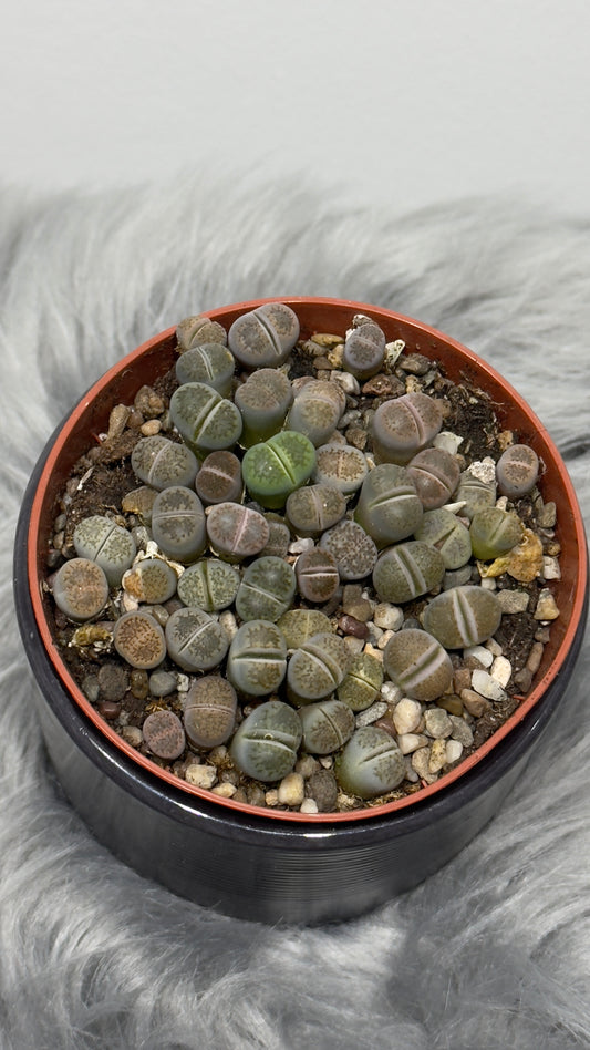 Lithops 4