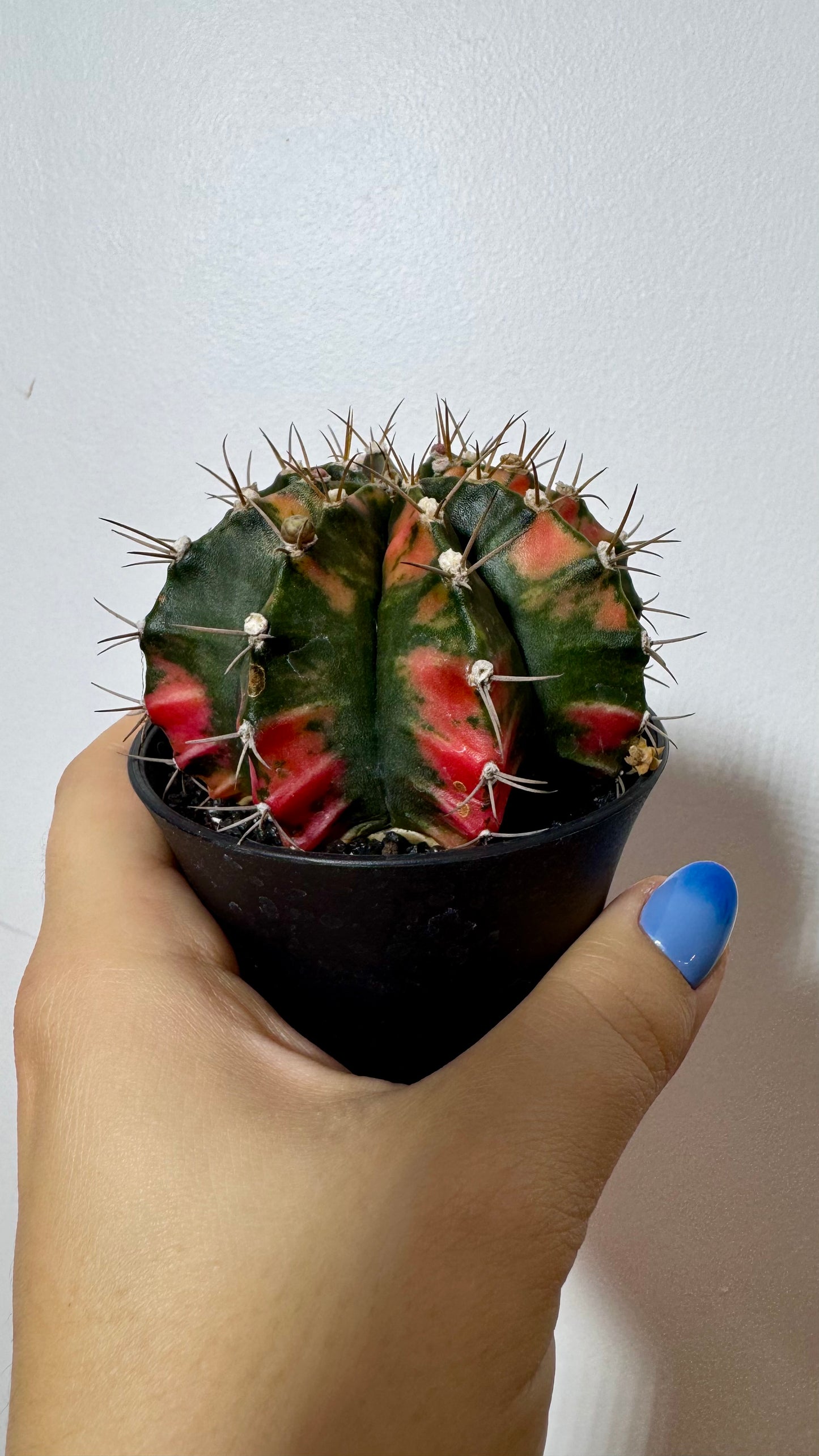 Gymnocalycium mihanovichii variegata