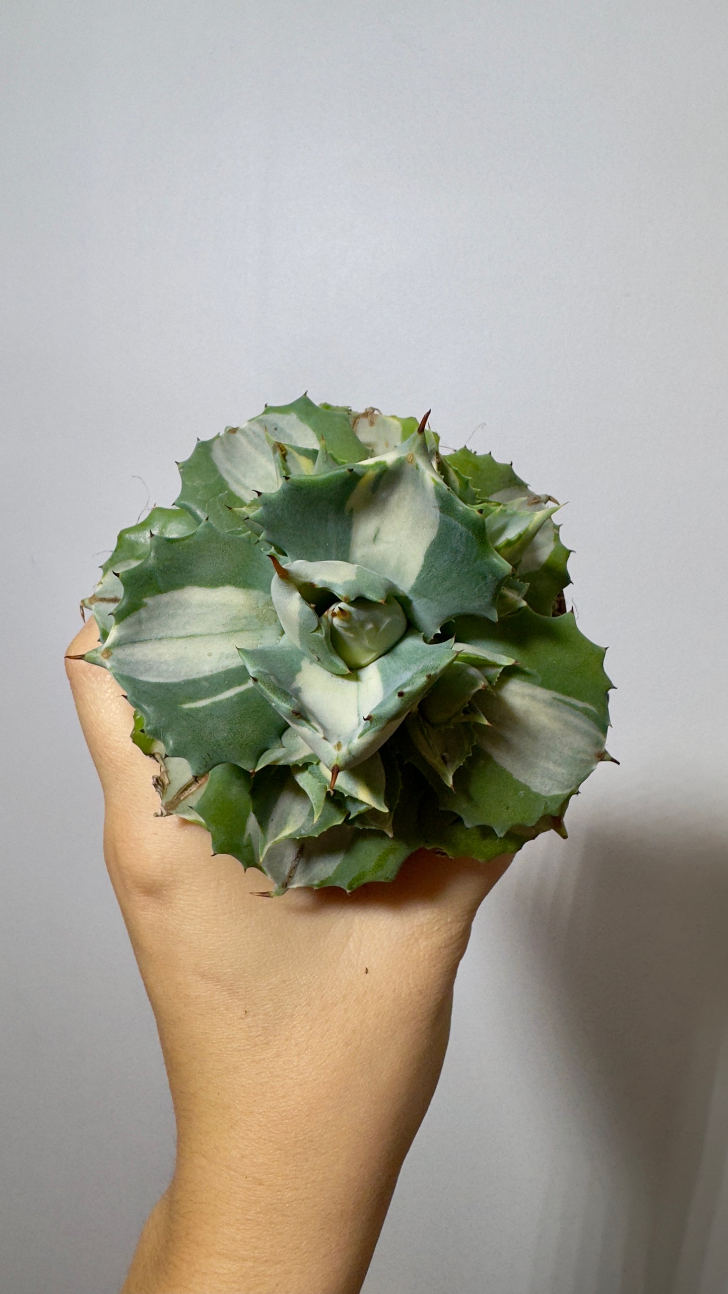 Agave Potatorum Ouhi-raijin Variegata