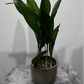 Aspidistra elatior Namų palaima