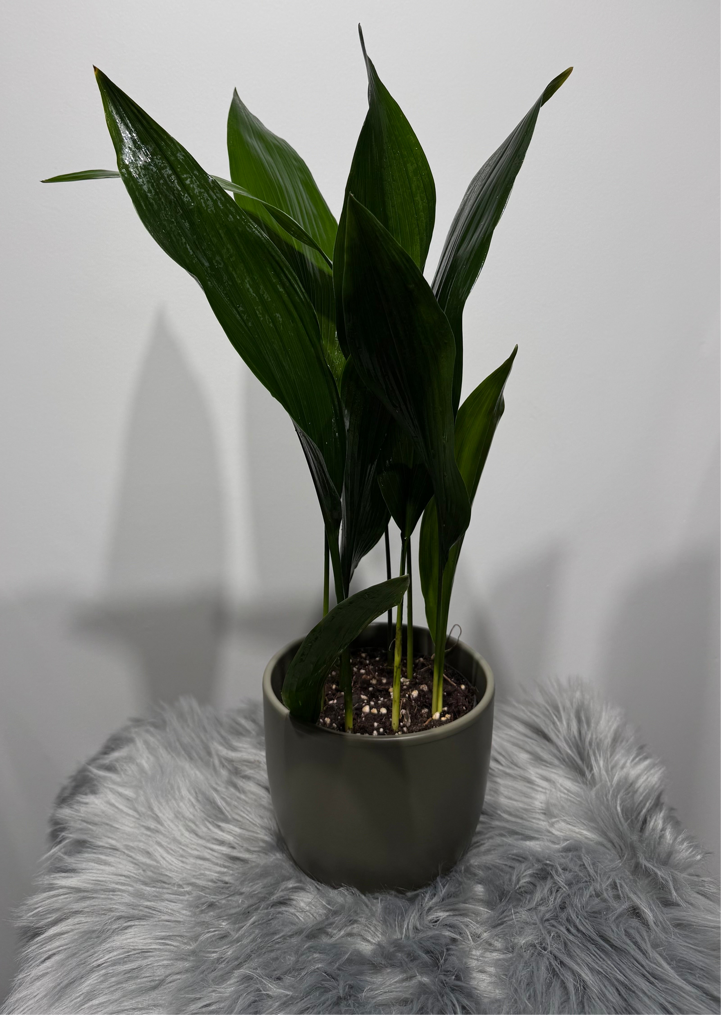 Aspidistra elatior Namų palaima