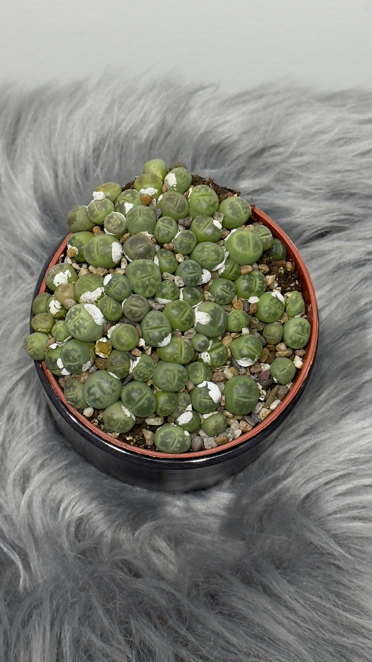 Lithops 3