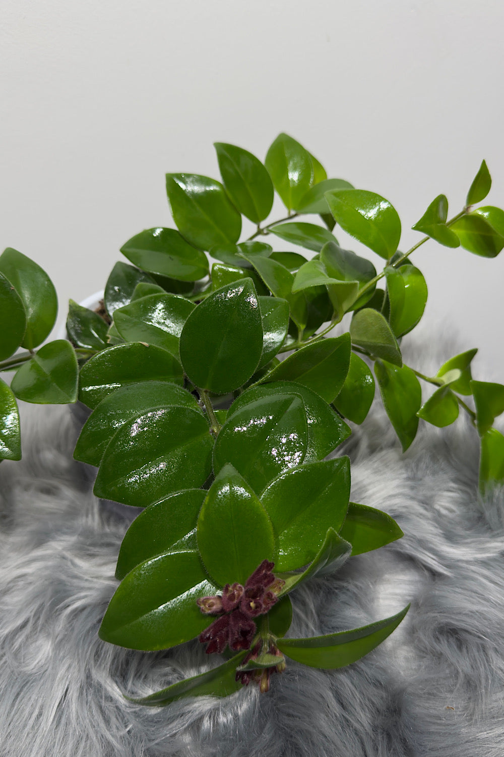 Aeschynanthus Monarda Lisa/ Lipstick plant