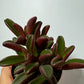 Peperomia Graveolene