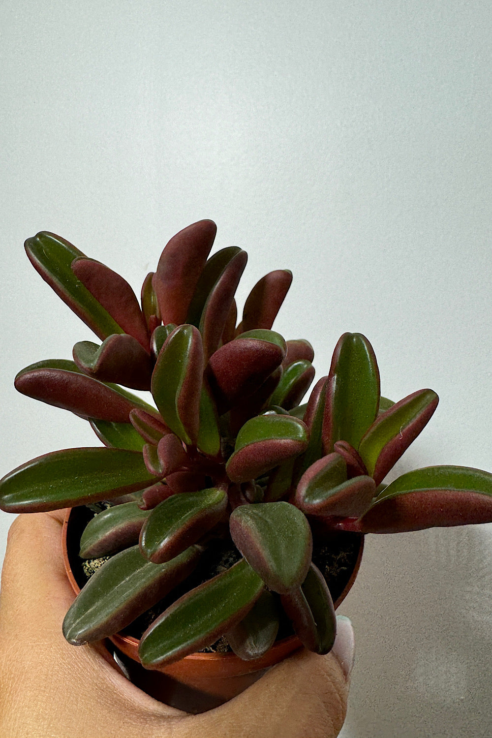 Peperomia Graveolene