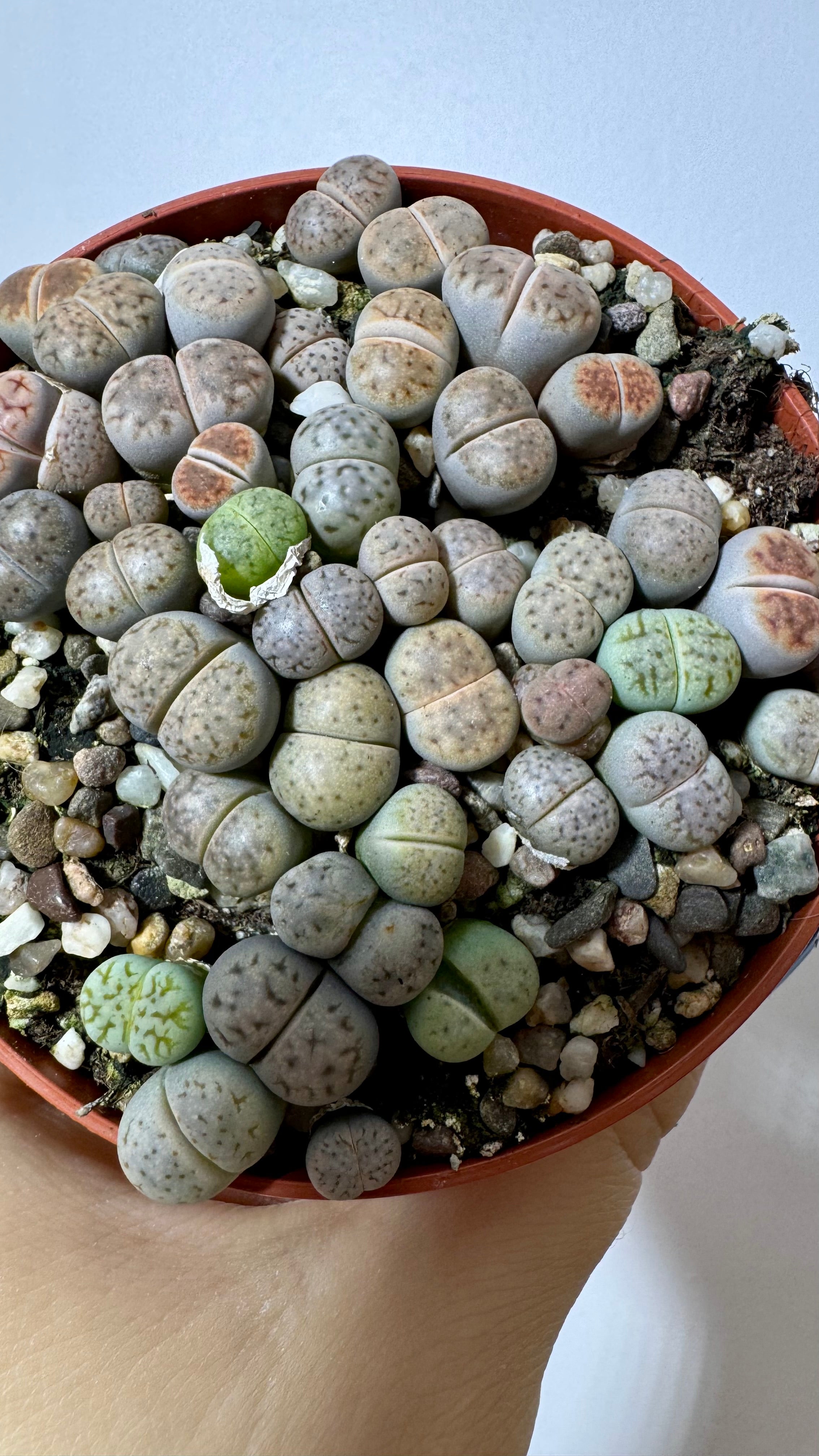 Lithops7