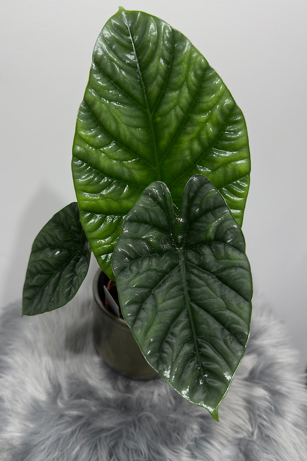 Alocasia Lukiwan