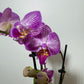 Phalaenopsis Orchid 4 flower stems 8.var