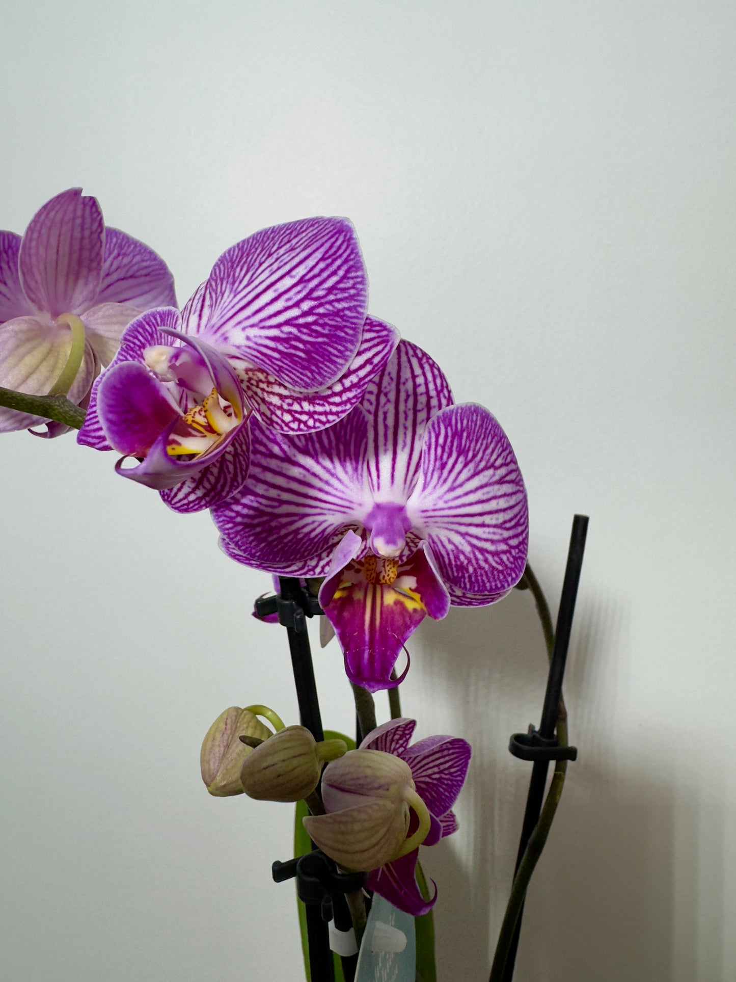 Phalaenopsis Orchid 4 flower stems 8.var