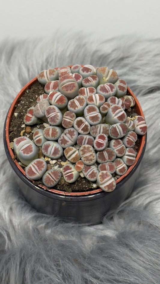 Lithops 1