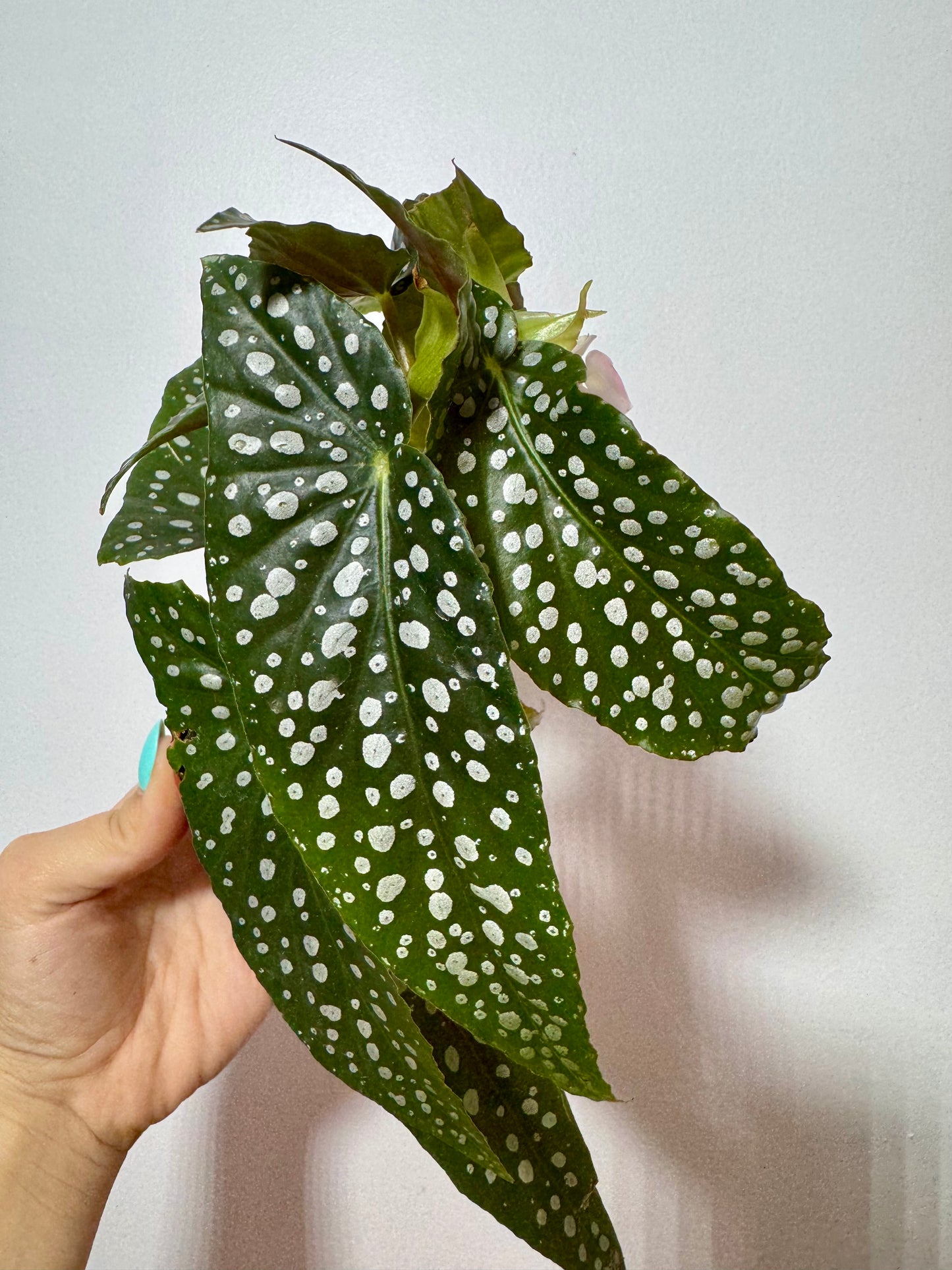 Begonia Maculata