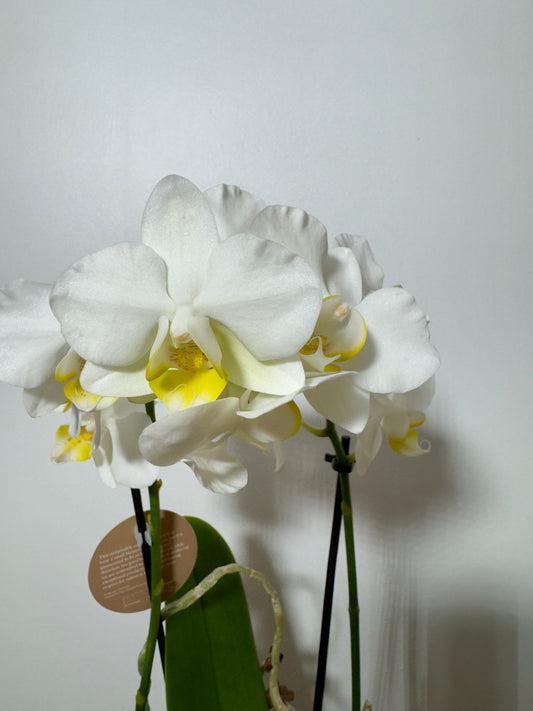 Phalaenopsis Orchid 2 flower stems 3.var