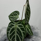 Anthurium crystallinum