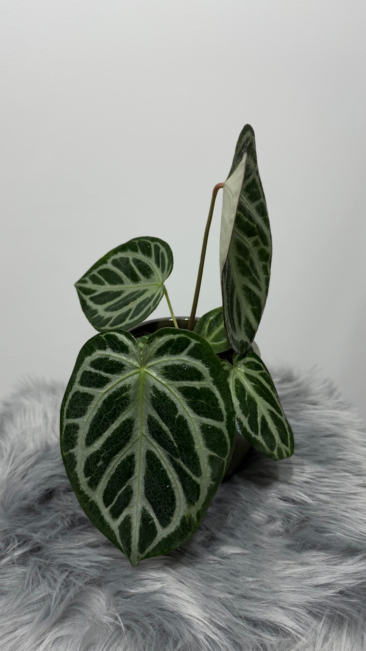 Anthurium crystallinum