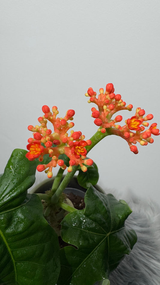 Jatropha Podagrica