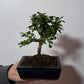 Bonsai Carmona