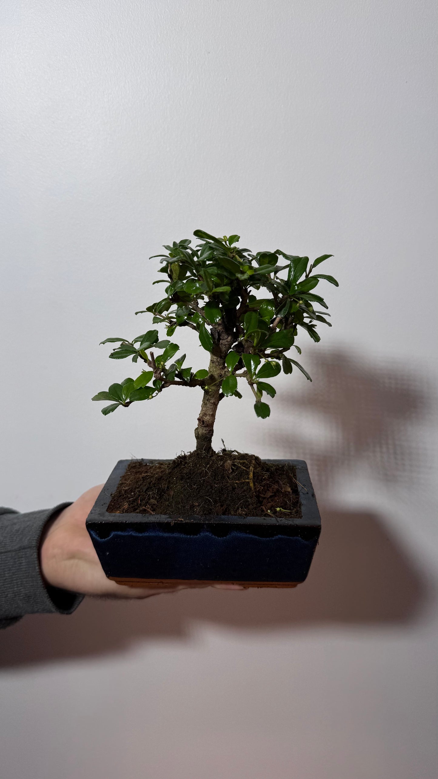 Bonsai Carmona