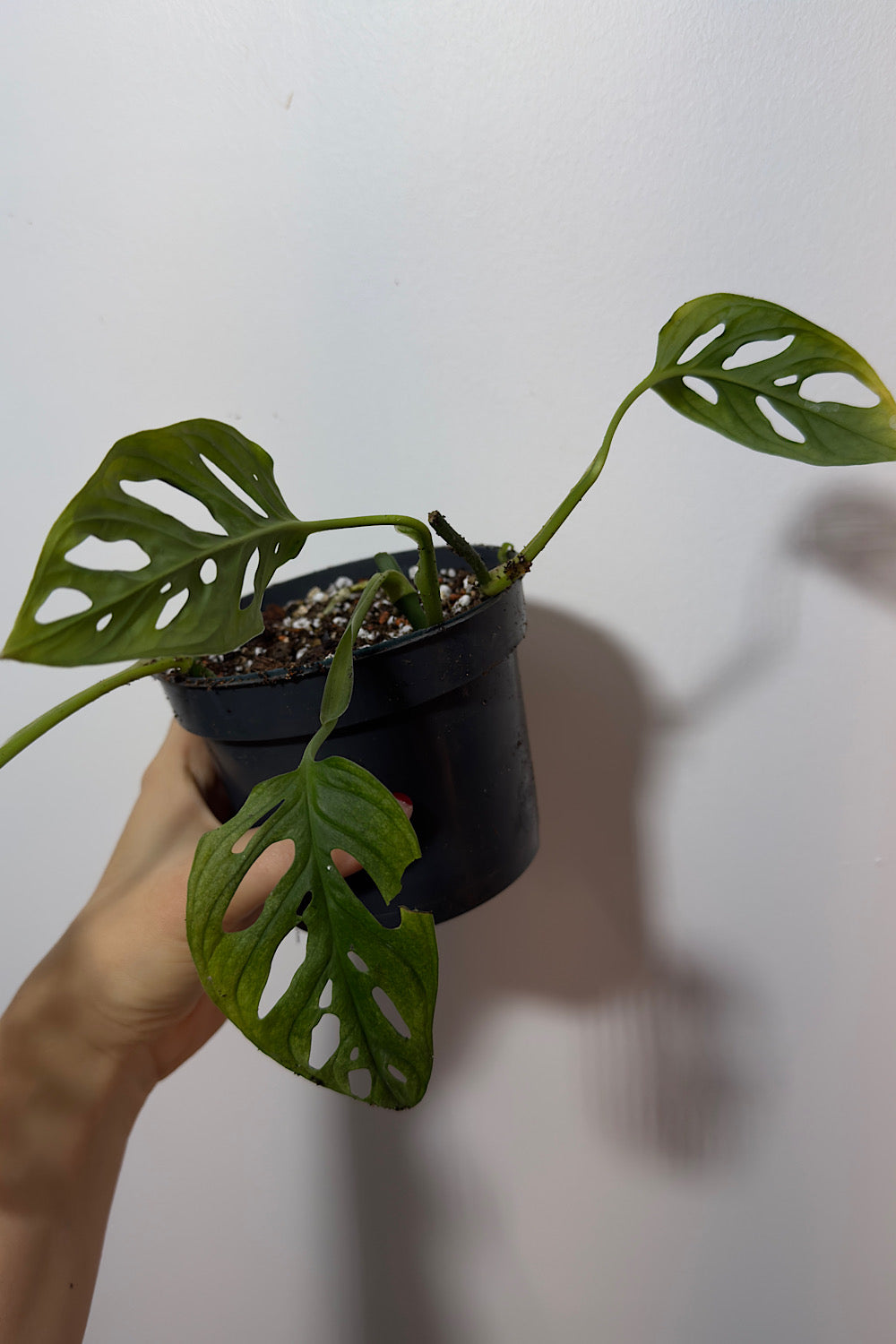 Monstera Adansonii Variegata mišinys 3