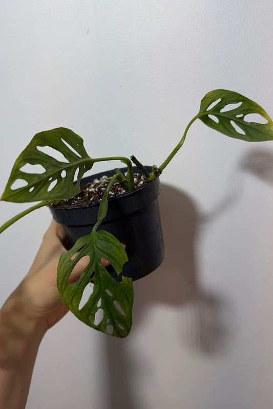 Monstera Adansonii Variegata mix 3