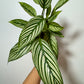 Calathea 1