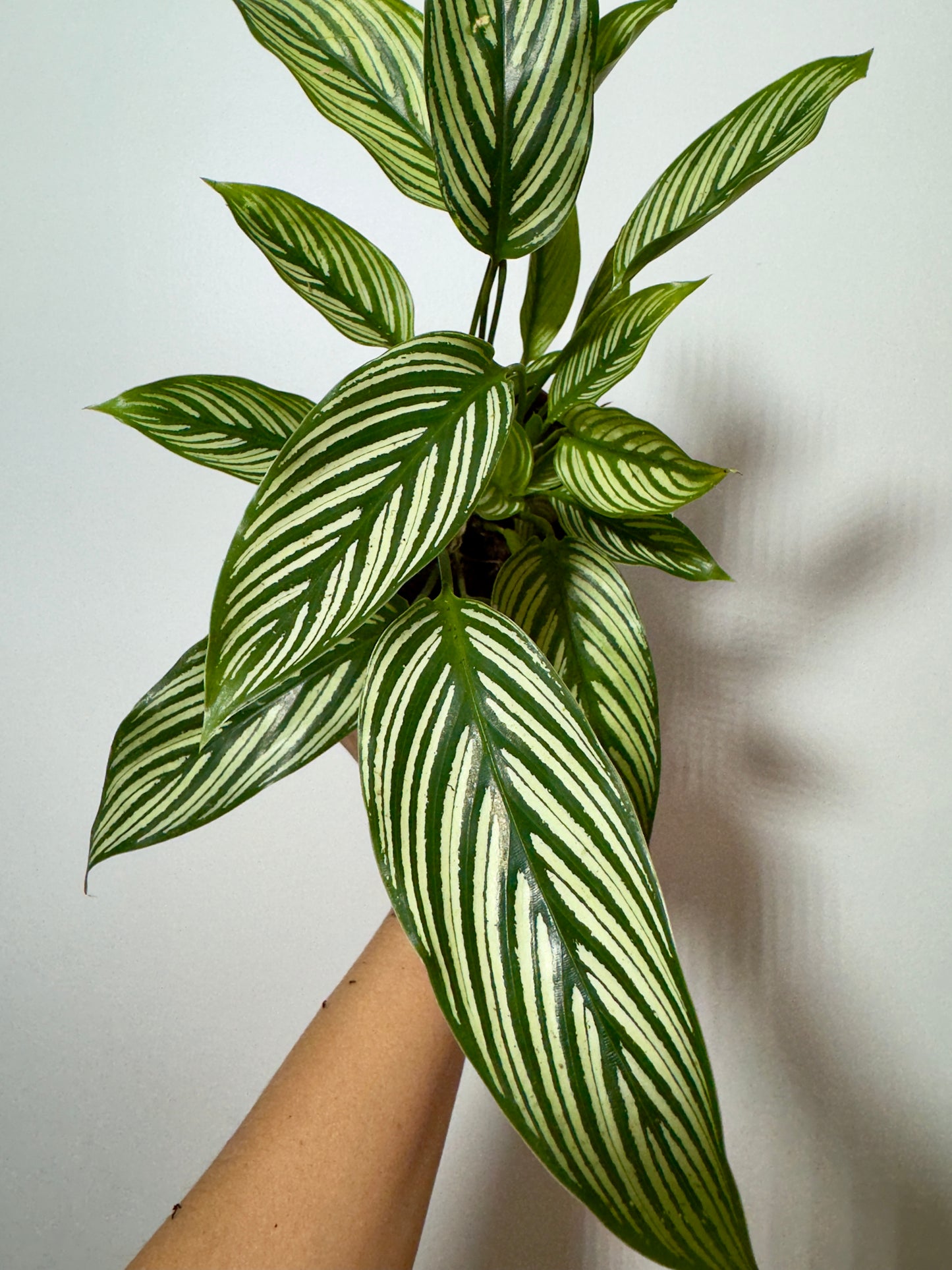 Calathea 1