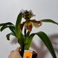 Orhideja Paphiopedilum Amerika 6