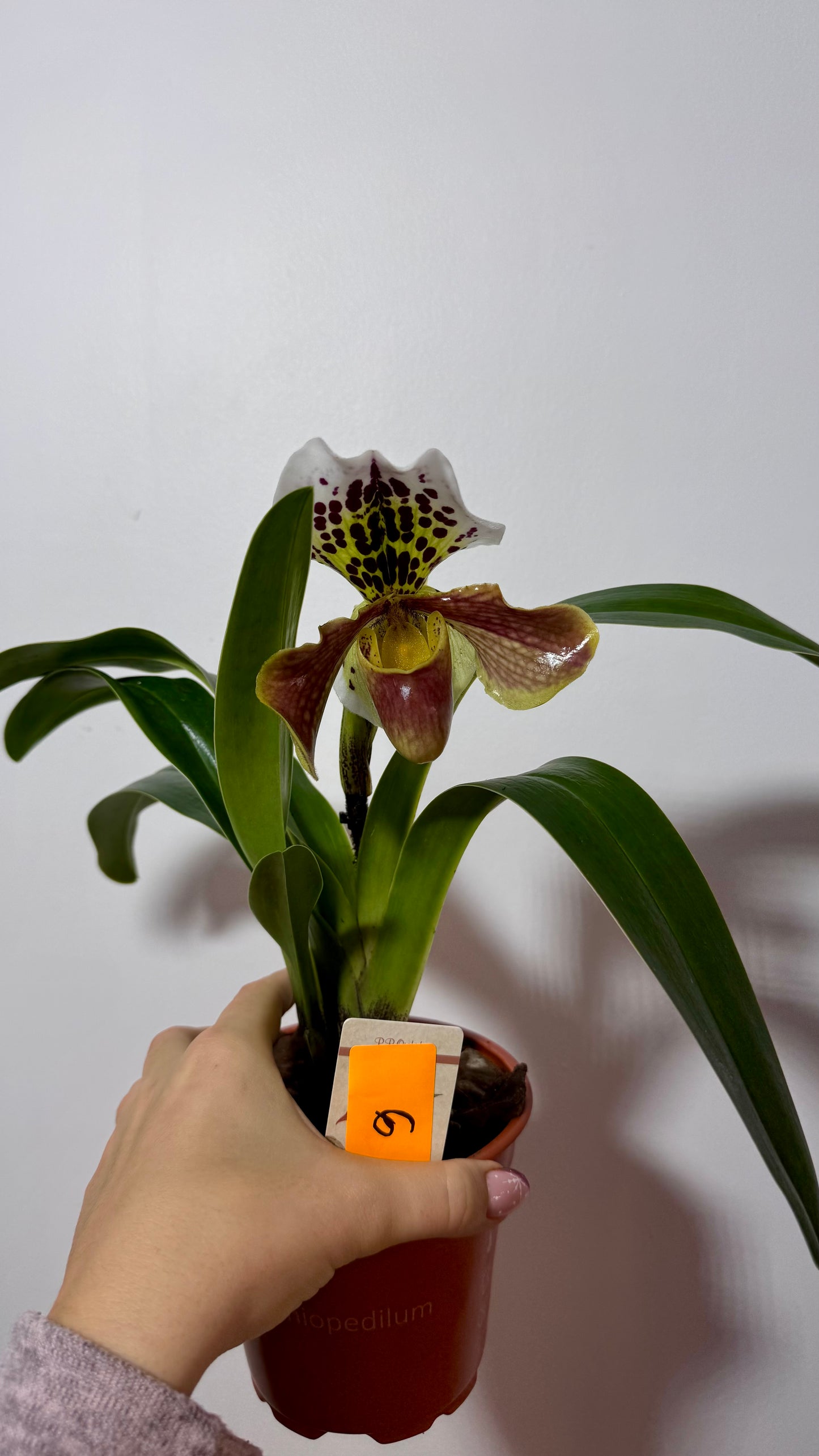 Orhideja Paphiopedilum Amerika 6