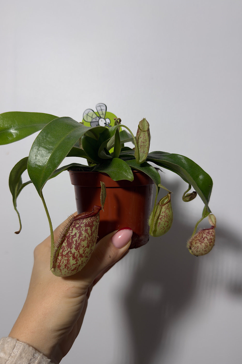 Mušķērājs Nepenthes hookeriana