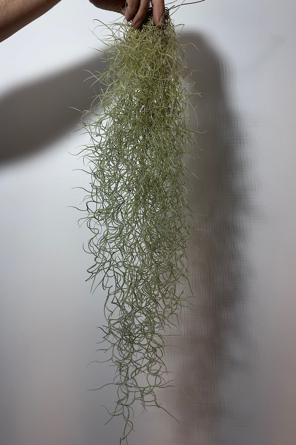 Воздушный завод Tillandsia Usneoides Воздушный завод