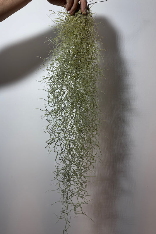 Gaisa augs Tillandsia Usneoides Air plant