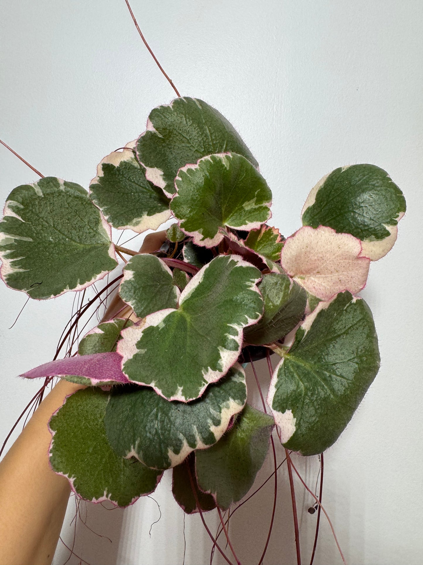 Saxifraga Tricolor