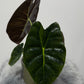 Alocasia Golden Bone