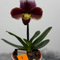 Orhideja Paphiopedilum Amerika 4